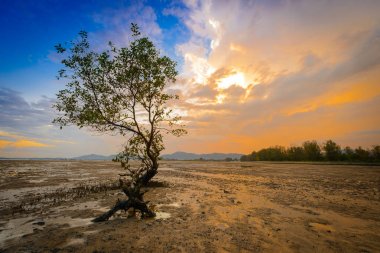 mangrov günbatımı, twilight saat