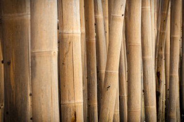 Bambu bariyer için korumak plaj