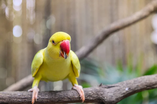 Gelber Papagei hockt — Stockfoto