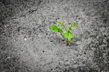 Yeni bir başlangıç genç bitki büyüme