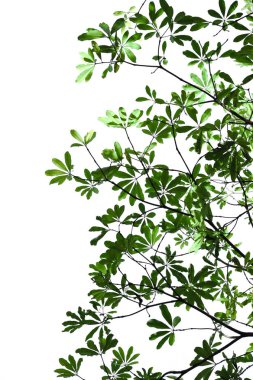 alstonia scholaris yaprak