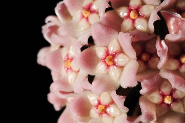 pembe hoya çiçekler