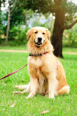 golden retriever oturuyordu 