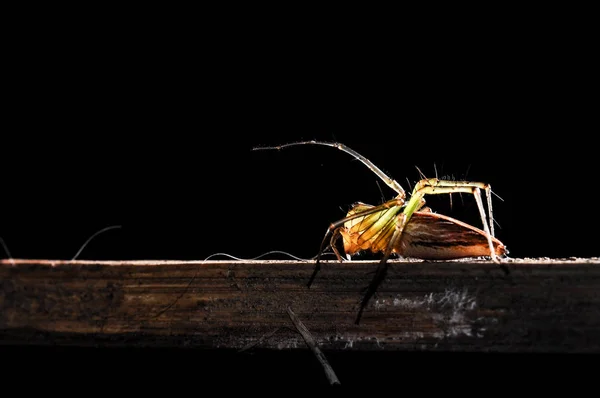 クモのマクロ — ストック写真
