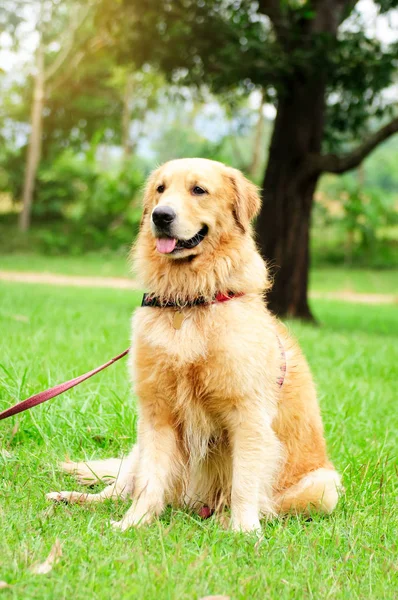 golden retriever oturuyordu 