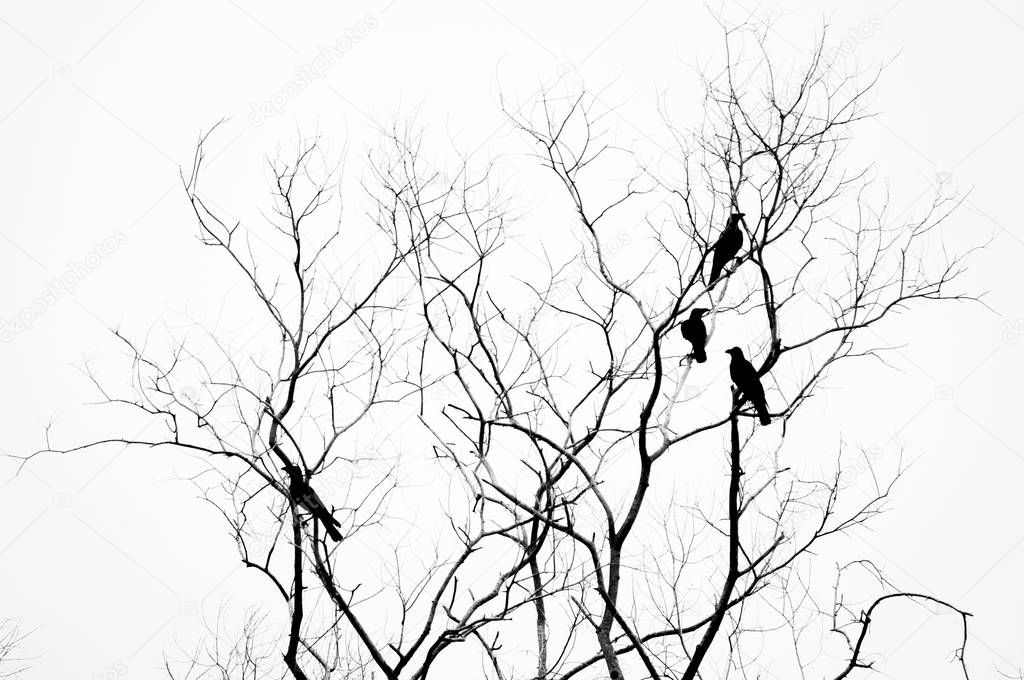 Dead tree with birds silhouette