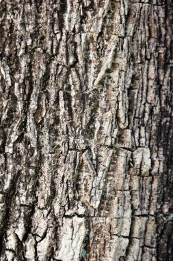 eski ağaç kabuğu doku ayrıntılı Görünüm