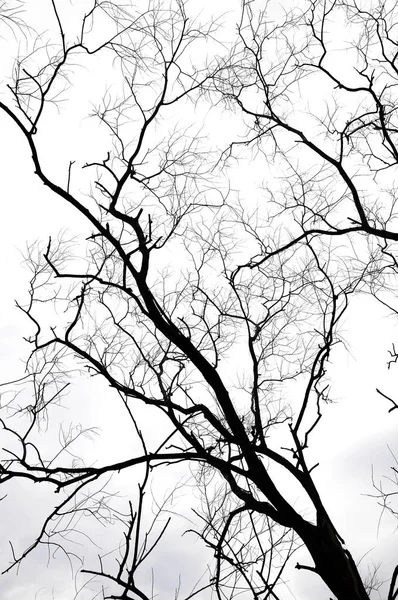 多云天空中的枯树 — 图库照片