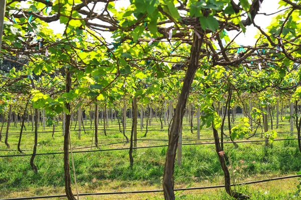 Groene wijngaarden in thailand, druif boerderij — Stockfoto
