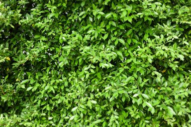 Arka plan Endonezya Hint inciri ağacı yaprakları