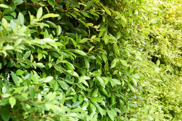 Indonesia banyan tree leaves — Stock Photo, Image