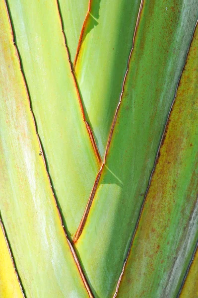 Natuurlijke grote banana's stengel — Stockfoto