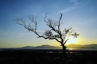 mangrov günbatımı, twilight saat