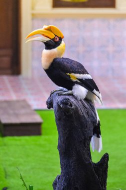 Tayland saplama üzerinde Kartallar kuş (cennet kuşu).