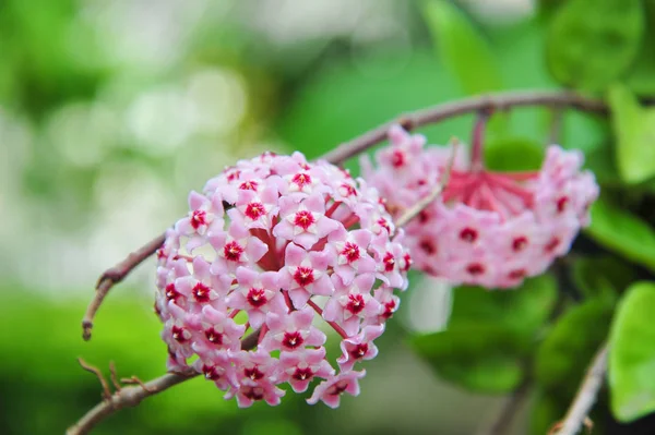 Hoya rosa gêmeo — Fotografia de Stock