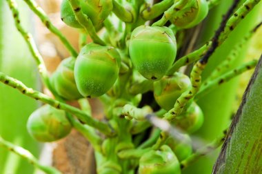 Bebek yeşil Hindistan cevizi