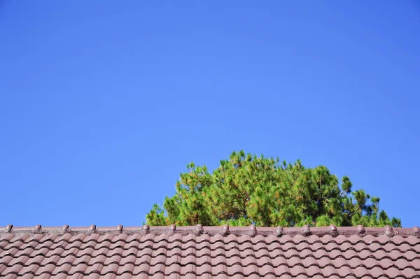 Een boom achter dak van gebouw — Stockfoto