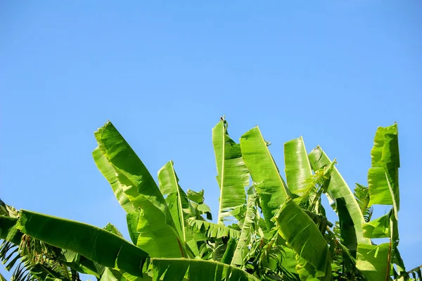 Feuilles de banane avec ciel bleu — Photo