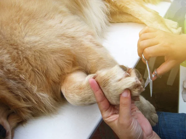 Golden retriever cão recebendo corte de cabelo — Fotografia de Stock