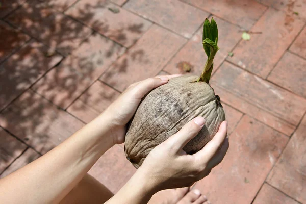 Sprout of coconut tree on hand — Stock Photo, Image