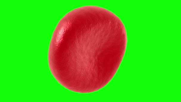 Red blood cell rotate. — Stock Video