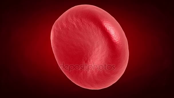Rotación de glóbulos rojos . — Vídeos de Stock
