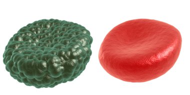 Yeşil hastalık ve kırmızı kan hücresi