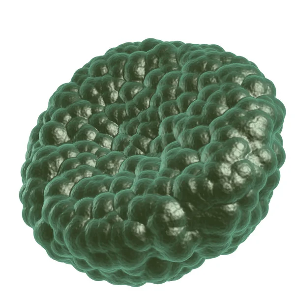 Yeşil hastalık kan hücresi