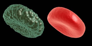 Yeşil hastalık ve kırmızı kan hücresi