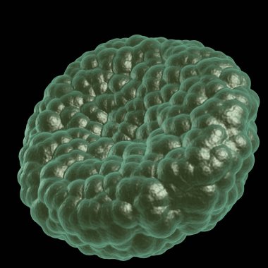 Yeşil hastalık kan hücresi