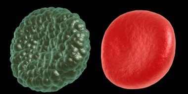 Yeşil hastalık ve kırmızı kan hücresi