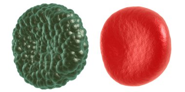 Yeşil hastalık ve kırmızı kan hücresi