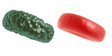 Yeşil hastalık ve kırmızı kan hücresi