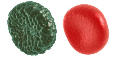 Yeşil hastalık ve kırmızı kan hücresi