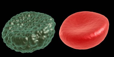 Yeşil hastalık ve kırmızı kan hücresi