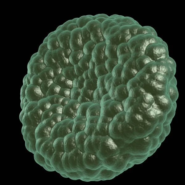 Yeşil hastalık kan hücresi