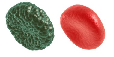 Yeşil hastalık ve kırmızı kan hücresi