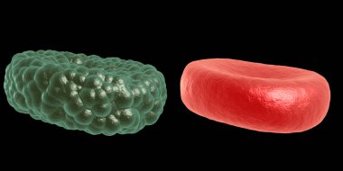 Yeşil hastalık ve kırmızı kan hücresi