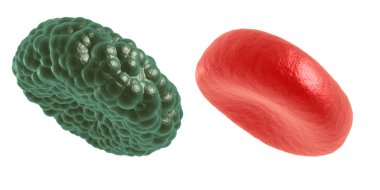 Yeşil hastalık ve kırmızı kan hücresi