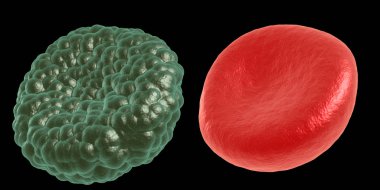 Yeşil hastalık ve kırmızı kan hücresi