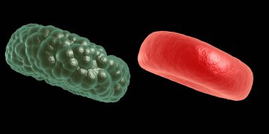 Yeşil hastalık ve kırmızı kan hücresi