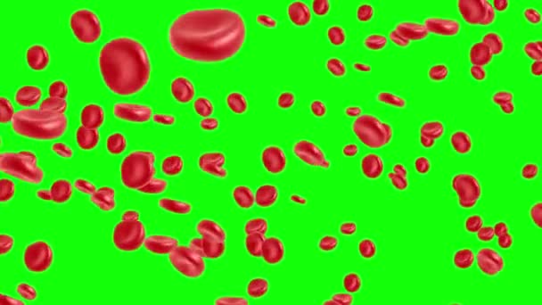 Červených krvinek tekoucí — Stock video