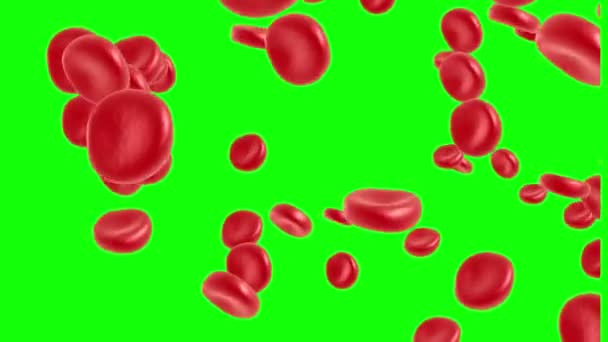 Rote Blutkörperchen fließen — Stockvideo