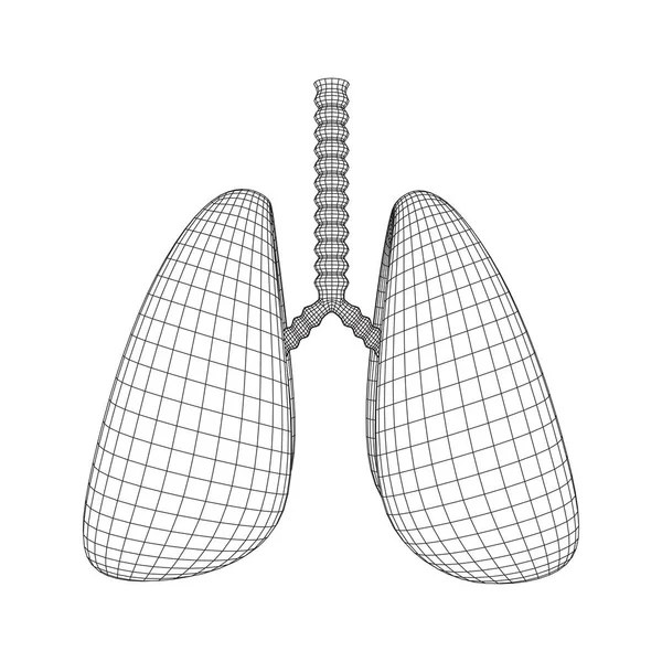 Pulmones con tráquea bronquios órgano interno humano — Vector de stock