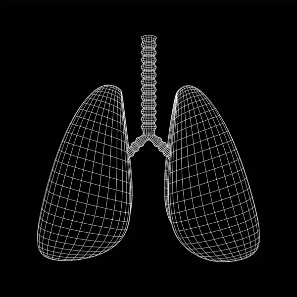 Lungs with trachea bronchi internal organ human — Stock Vector