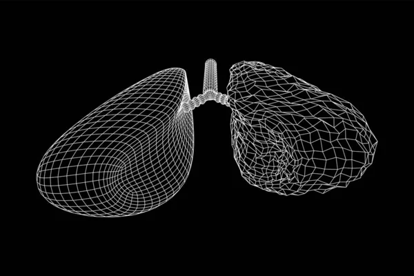 Pulmones con tráquea bronquios órgano interno humano — Archivo Imágenes Vectoriales