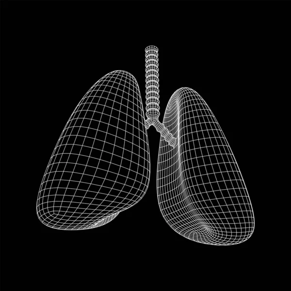 Pulmones con tráquea bronquios órgano interno humano — Archivo Imágenes Vectoriales