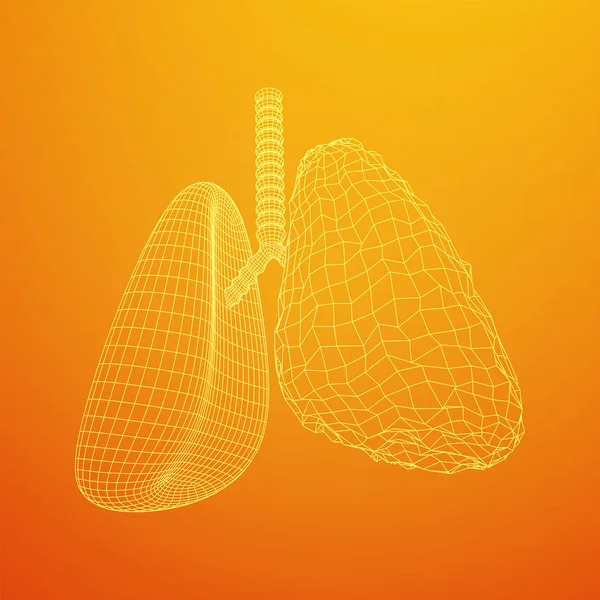 Lungs with trachea bronchi internal organ human — Stock Vector