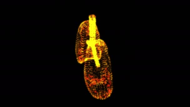 Polmoni con trachea bronchi organo interno umano — Video Stock