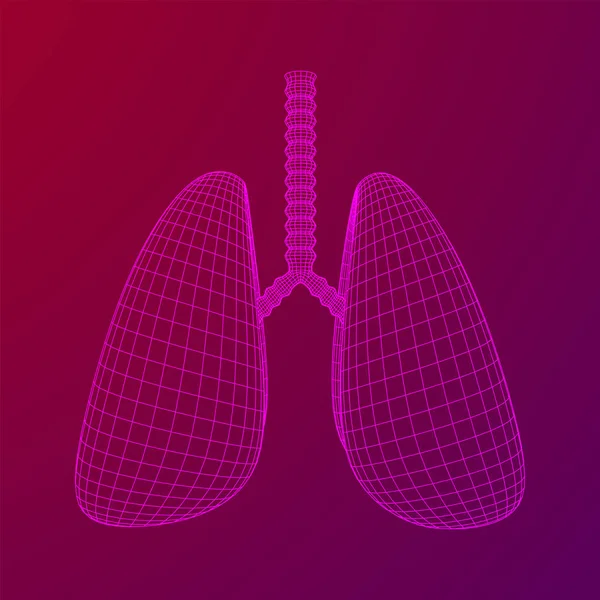 Lungs with trachea bronchi internal organ human